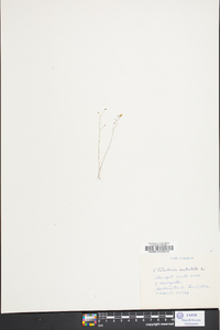 Utricularia subulata image