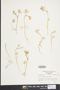 Floerkea proserpinacoides image