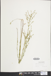 Linum intercursum image