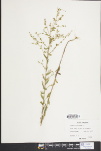 Linum virginianum image