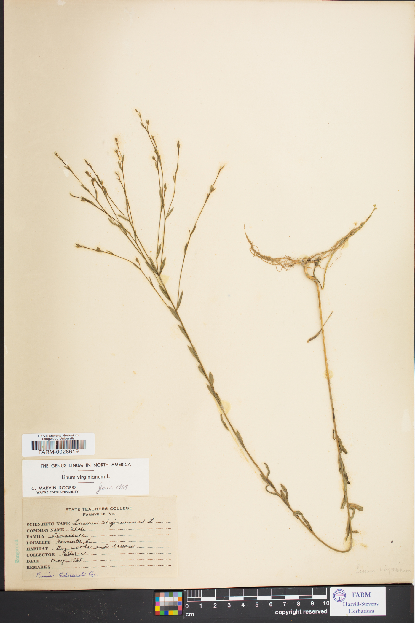 Linum virginianum image