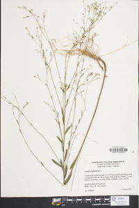 Linum virginianum image