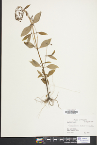 Cynoctonum mitreola image