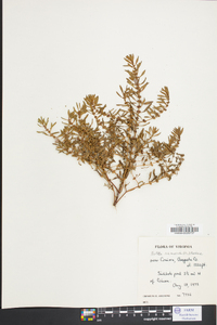 Rotala ramosior image