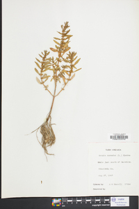 Rotala ramosior image