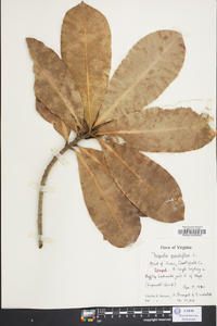 Magnolia grandiflora image