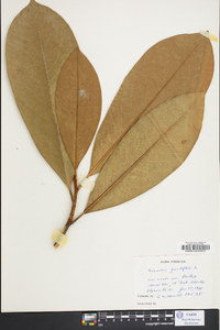 Magnolia grandiflora image