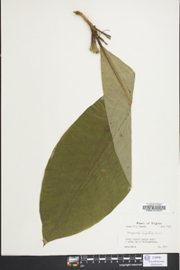 Magnolia tripetala image