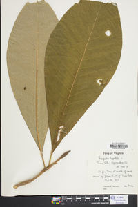 Magnolia tripetala image