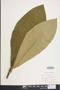 Magnolia tripetala image