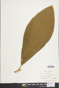 Magnolia tripetala image