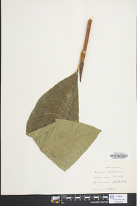 Magnolia tripetala image