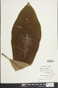 Magnolia tripetala image