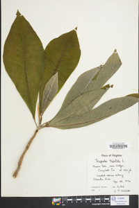 Magnolia tripetala image