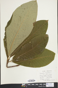 Magnolia tripetala image