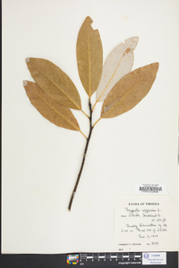 Magnolia virginiana image