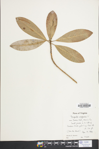 Magnolia virginiana image