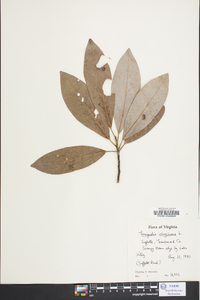 Magnolia virginiana image