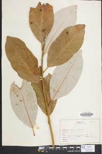 Magnolia virginiana image