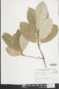 Magnolia virginiana image