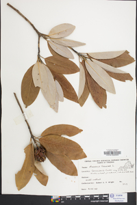 Magnolia virginiana image