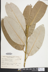 Magnolia virginiana image