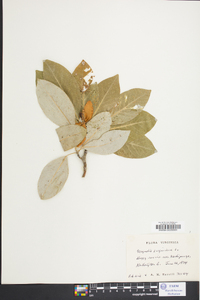 Magnolia virginiana image