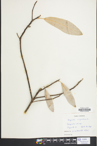 Magnolia virginiana image