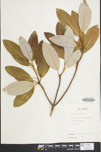 Magnolia virginiana image