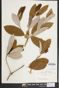 Magnolia virginiana image