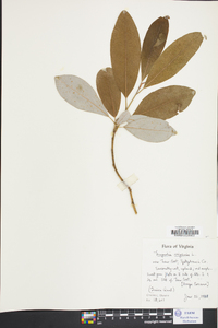 Magnolia virginiana image