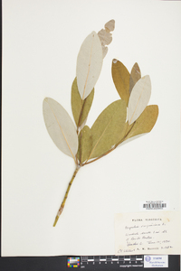 Magnolia virginiana image