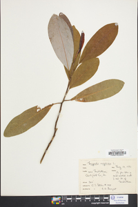 Magnolia virginiana image