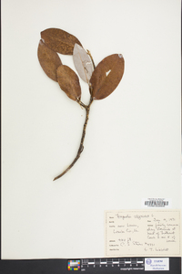 Magnolia virginiana image