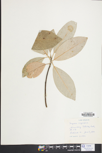 Magnolia virginiana image