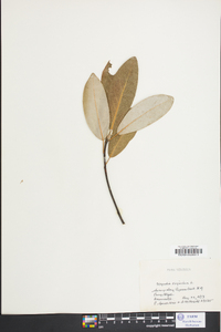 Magnolia virginiana image