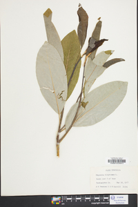 Magnolia virginiana image