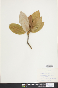 Magnolia virginiana image