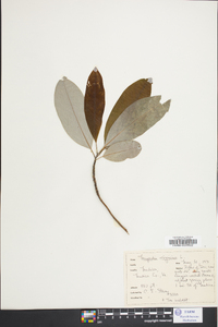 Magnolia virginiana image