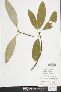 Magnolia virginiana image