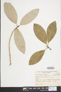 Magnolia virginiana image