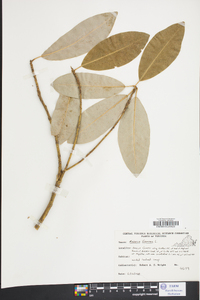 Magnolia virginiana image