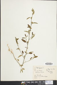 Sida spinosa image