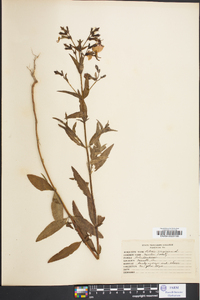 Rhexia virginica image