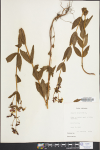 Rhexia virginica image