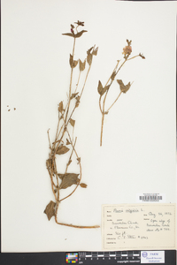 Rhexia virginica image