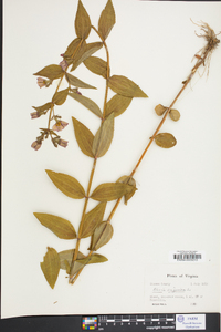 Rhexia virginica image