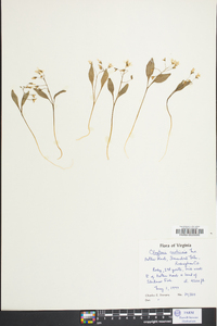 Claytonia caroliniana image