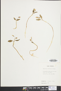 Claytonia caroliniana image