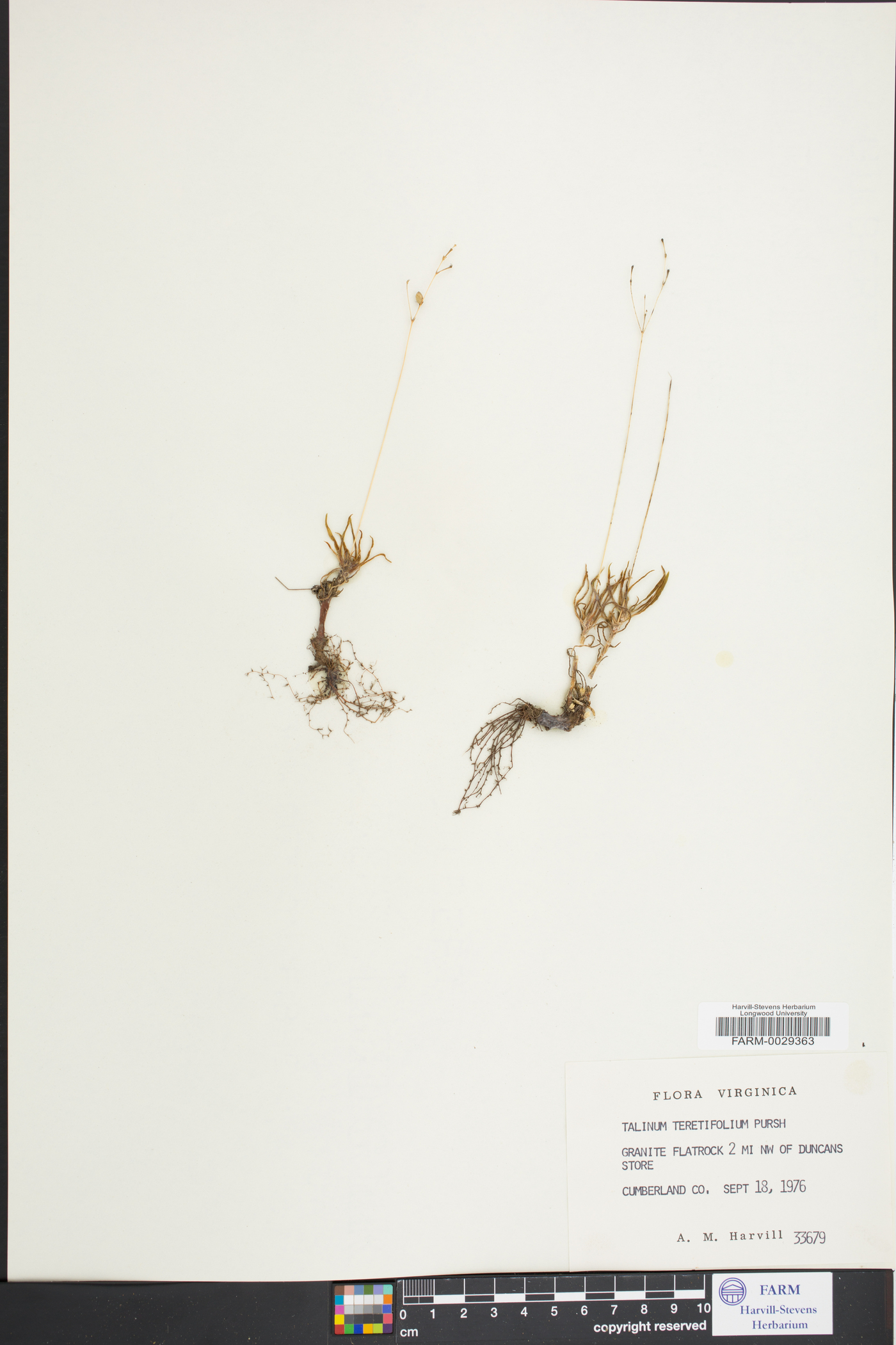 Phemeranthus teretifolius image